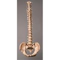 Skeletons And More Skeletons and More SM310DA Life Size Educational Products Plastic Aged Spine SM310DA